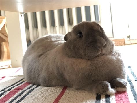 what does a fat rabbit look like